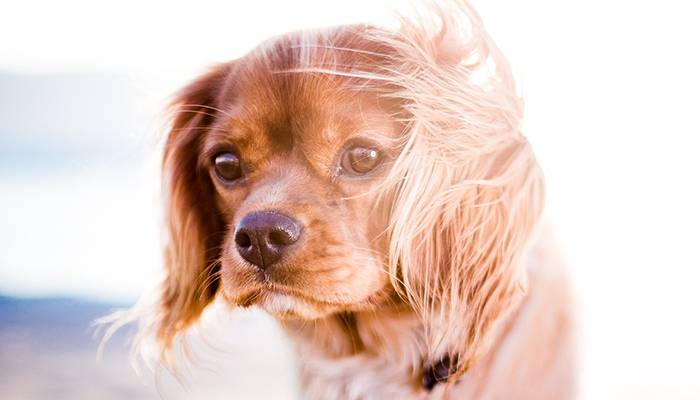 シルバーハーベストシャンプー（3〜5倍希釈・業務用）４L シルバーハーベストシャンプー（3〜5倍希釈・業務用）４L BASICS